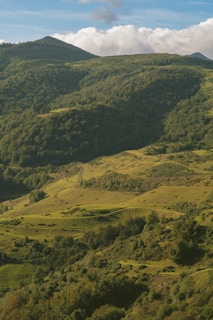 Rolling hills covered with vibrant green foliage under clear sky.