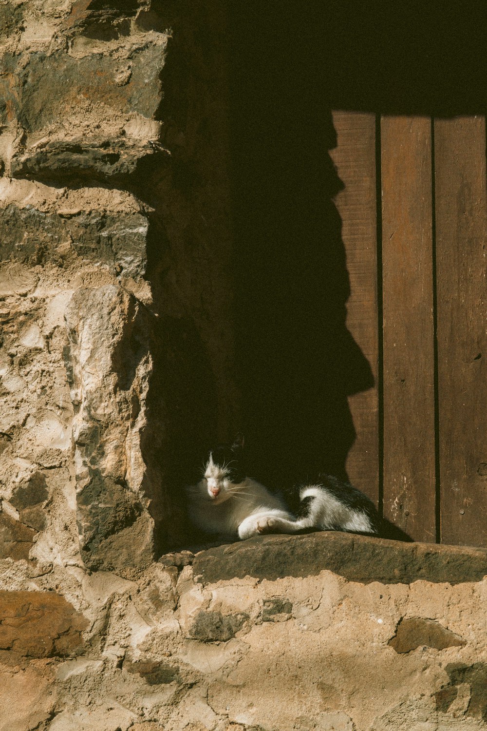 a black and white cat laying on a stone wall