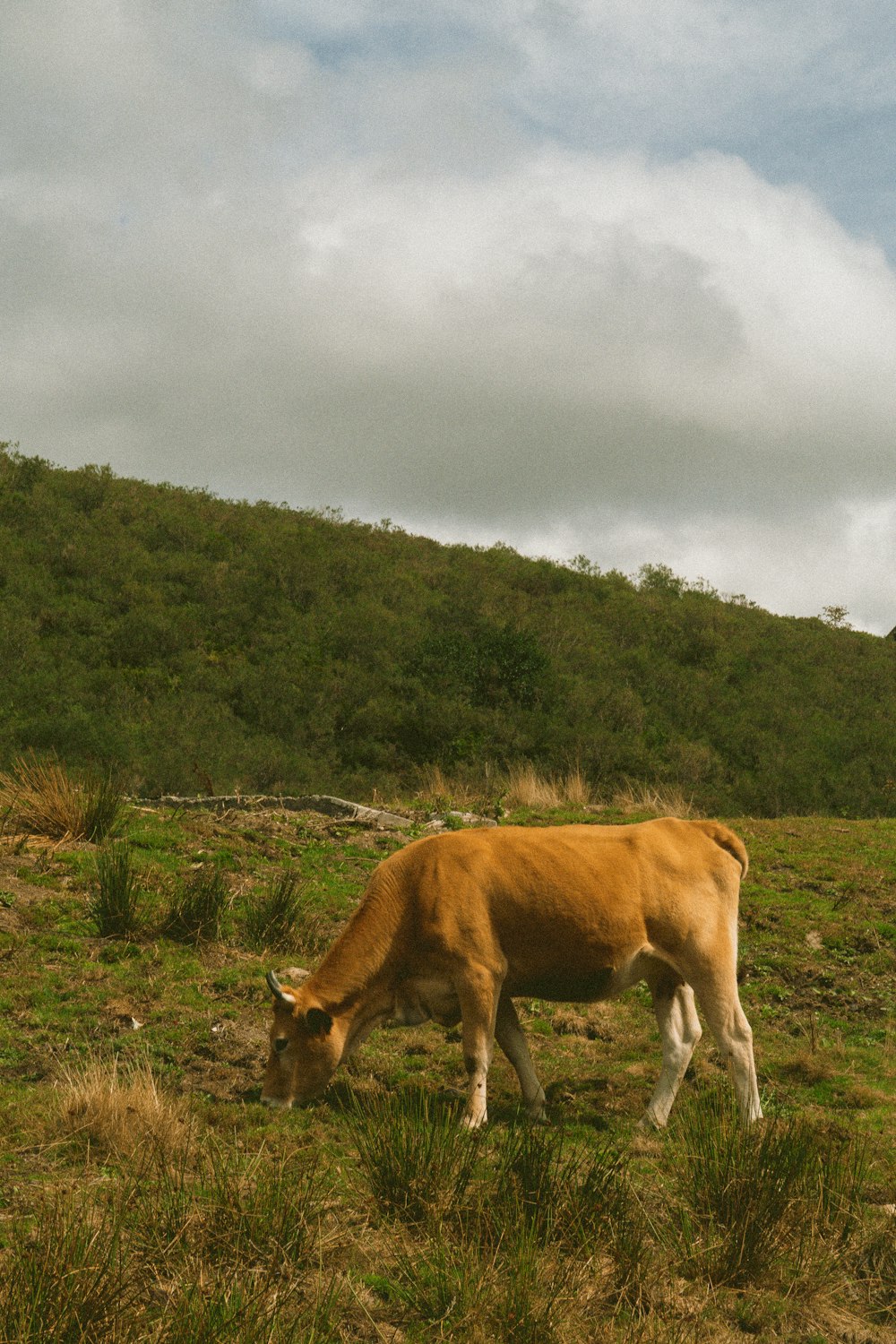 a brown cow grazing on a lush green hillside