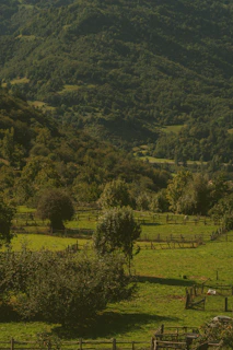 Sunlit rural land with rolling hills and scattered trees.