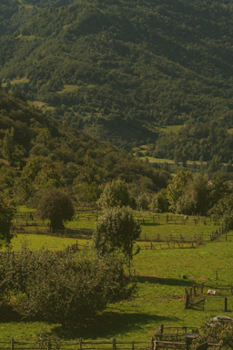 Sunlit rural land with rolling hills and scattered trees.