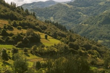 a lush green hillside covered in lots of trees