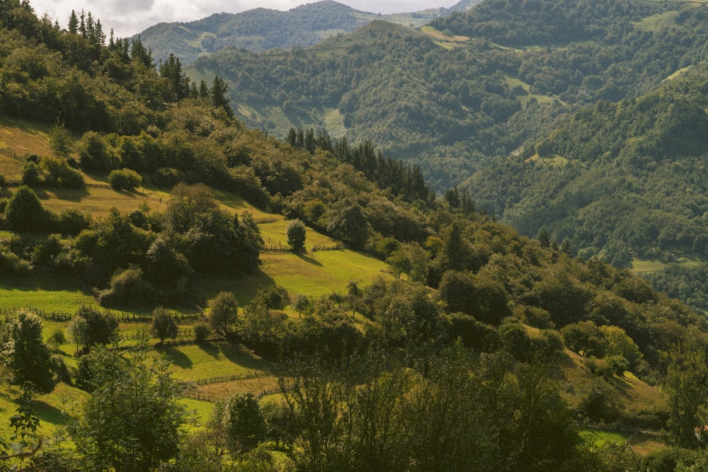 Ein üppig grüner Hügel, der mit vielen Bäumen bedeckt ist