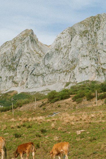 A scenic landscape featuring tall, rugged mountains in the background with steep rocky slopes. In the foreground, a grassy field is dotted with a few grazing brown cows. The environment is natural and serene with sparse vegetation.
