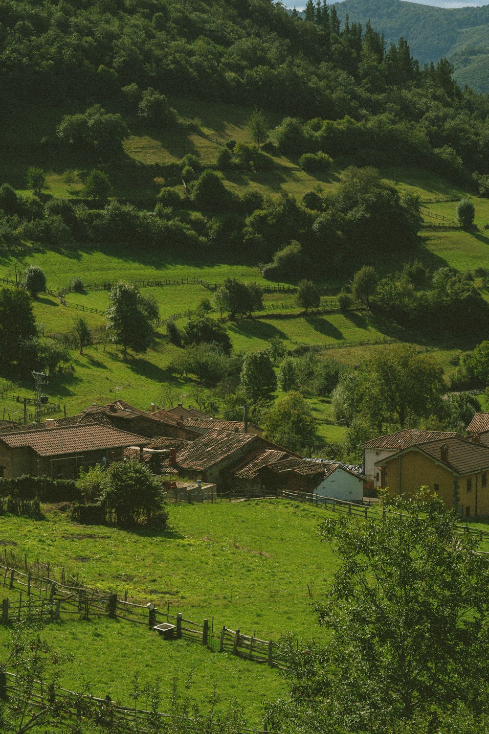 une colline verdoyante couverte de nombreux arbres