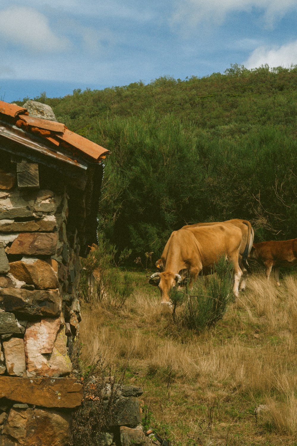two cows grazing in a field next to a stone building