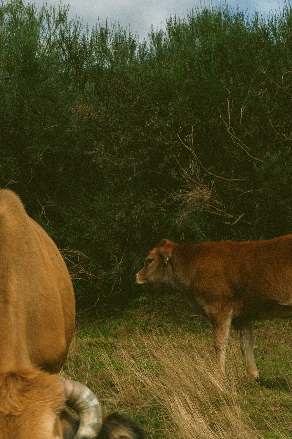 a brown cow standing next to a brown cow on a lush green field