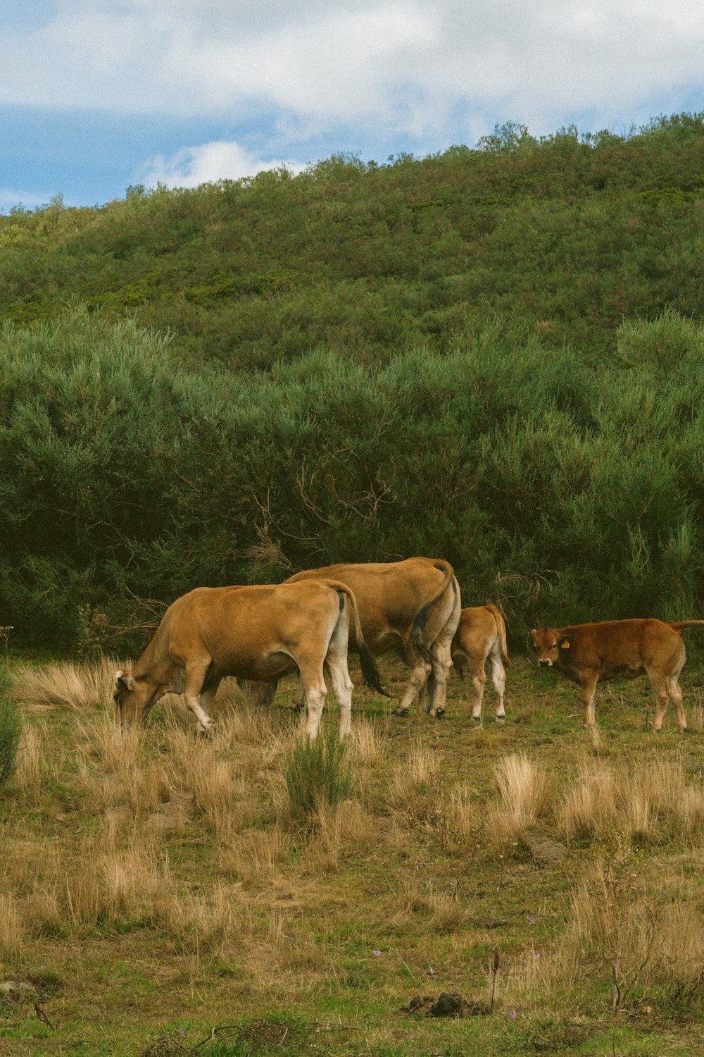 Eine Rinderherde, die auf einem üppig grünen Hügel grast