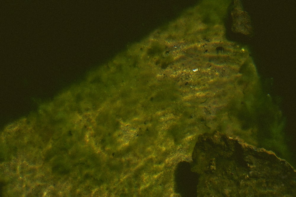 a close up of a rock with algae growing on it