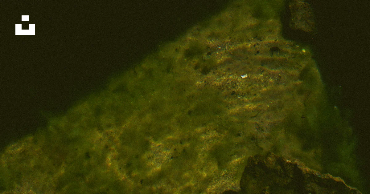 Alge Plus Rocks A close up of a rock with algae growing on it photo – Free Asturias ...