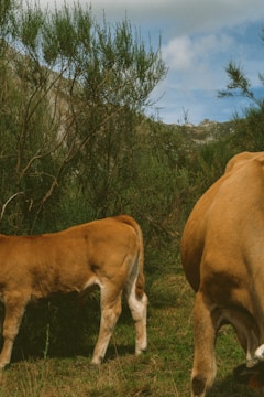 Two brown cattle stand among sparse green shrubs and grass, set against a backdrop of rolling hills and partly cloudy sky.