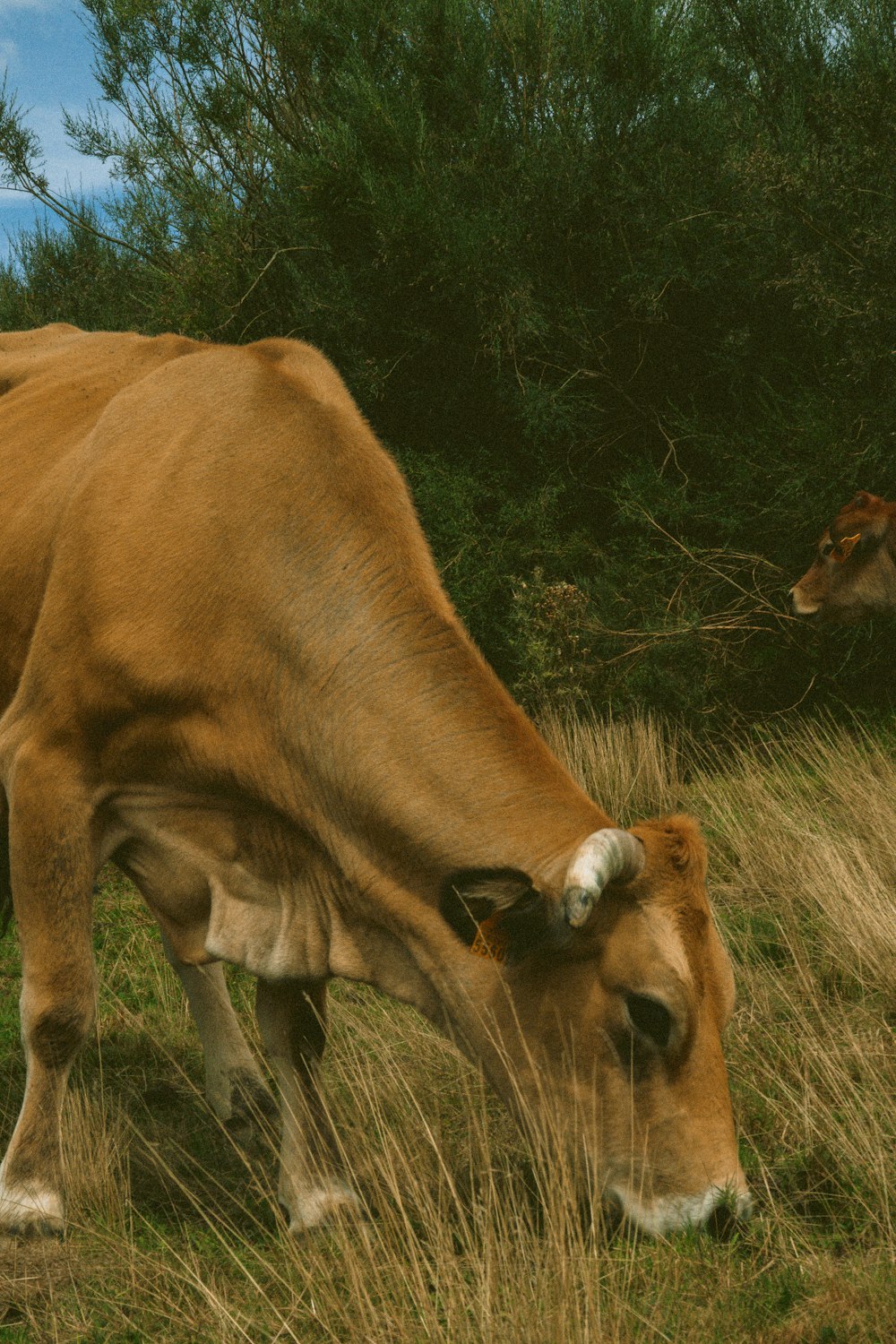 a brown cow eating grass in a field
