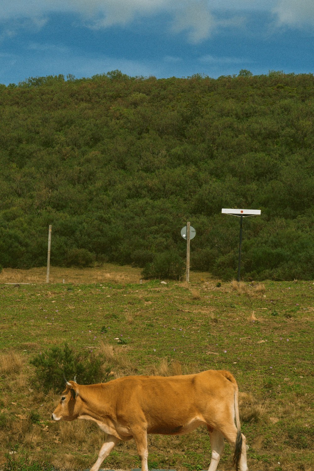 a brown cow walking across a lush green field