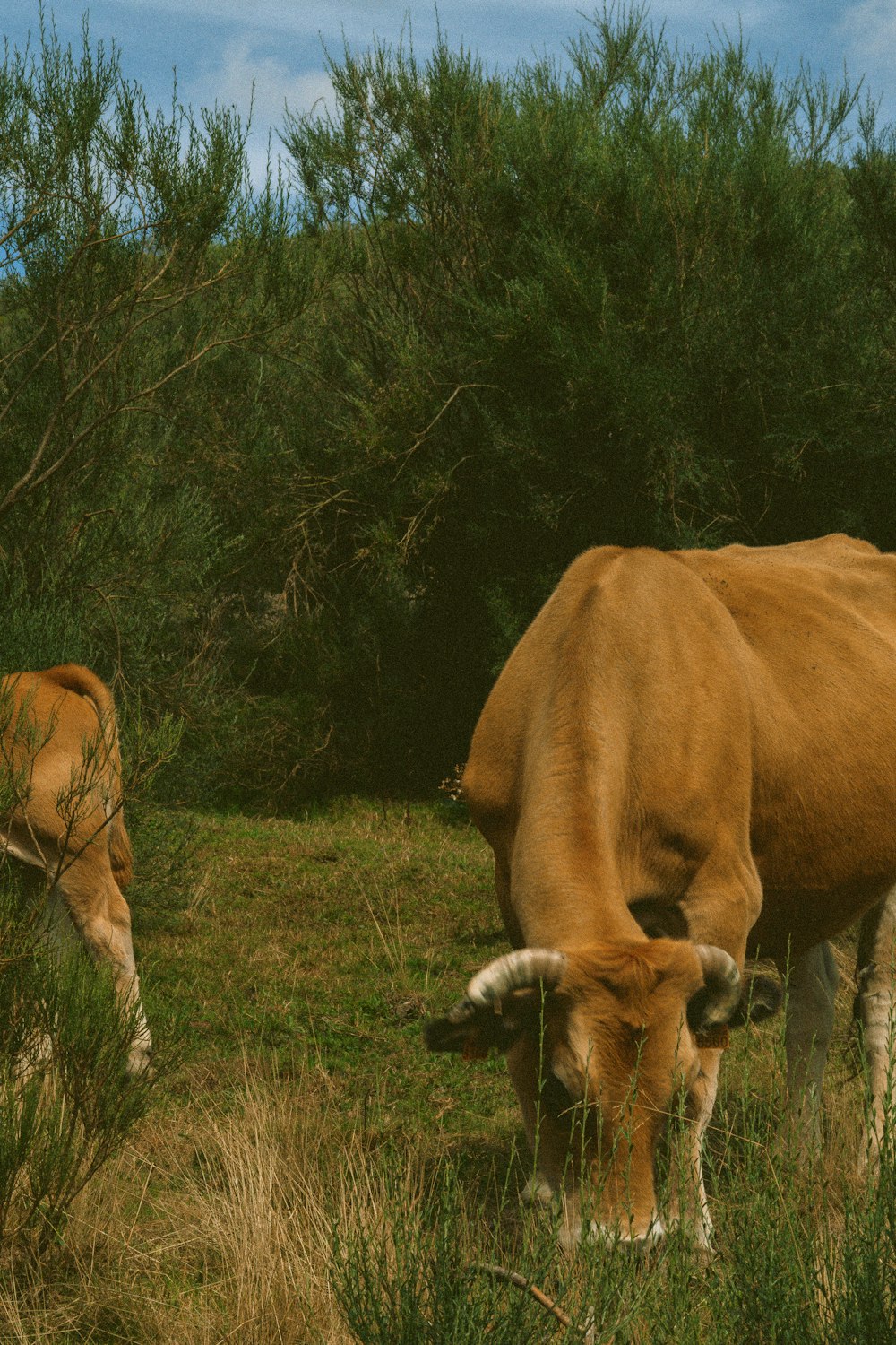 two cows grazing in a field with trees in the background