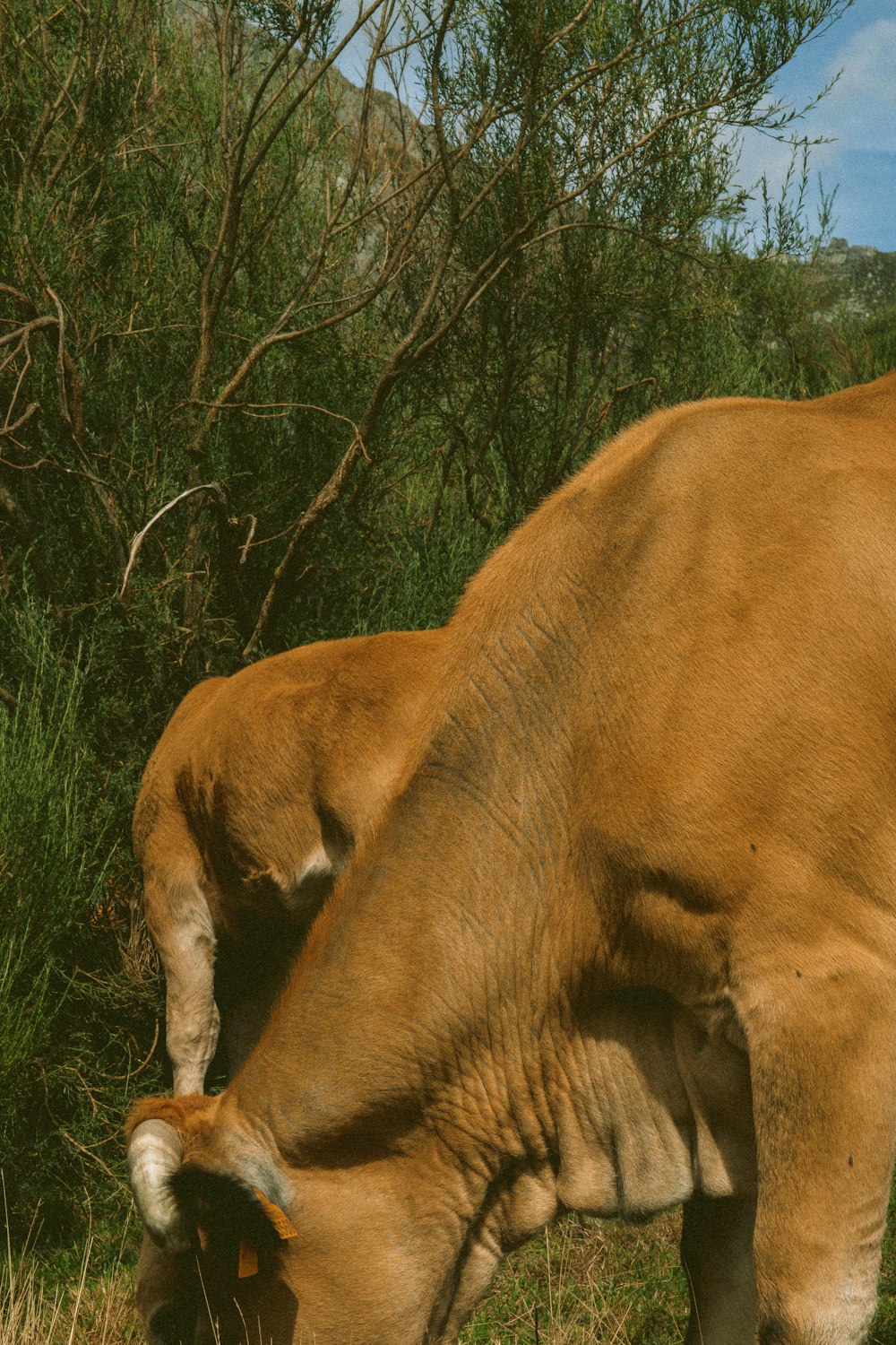 a brown cow eating grass in a field