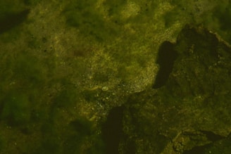 An underwater scene featuring a rocky seabed covered with algae and small pebbles. The water has a greenish hue, and there are large rock formations on the right side casting shadows over the sand.