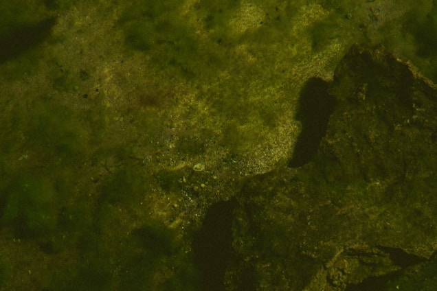 An underwater scene featuring a rocky seabed covered with algae and small pebbles. The water has a greenish hue, and there are large rock formations on the right side casting shadows over the sand.
