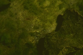 An underwater scene featuring a rocky seabed covered with algae and small pebbles. The water has a greenish hue, and there are large rock formations on the right side casting shadows over the sand.