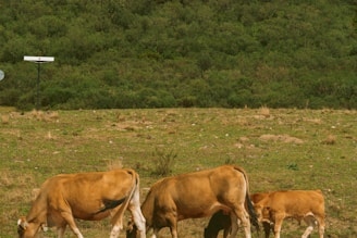 Several cattle graze peacefully on a grassy field with a backdrop of dense green foliage. A signpost and satellite dish are visible in the background.