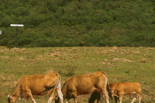 Several cattle graze peacefully on a grassy field with a backdrop of dense green foliage. A signpost and satellite dish are visible in the background.