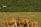 Several cattle graze peacefully on a grassy field with a backdrop of dense green foliage. A signpost and satellite dish are visible in the background.