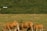 Several cattle graze peacefully on a grassy field with a backdrop of dense green foliage. A signpost and satellite dish are visible in the background.