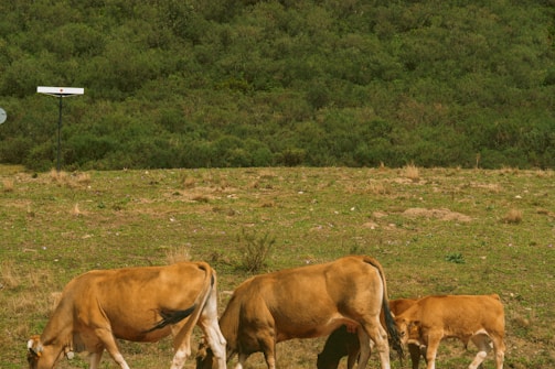 Close-up of cattle grazing peacefully in Fazenda Divisão fields.
