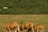Several cattle graze peacefully on a grassy field with a backdrop of dense green foliage. A signpost and satellite dish are visible in the background.