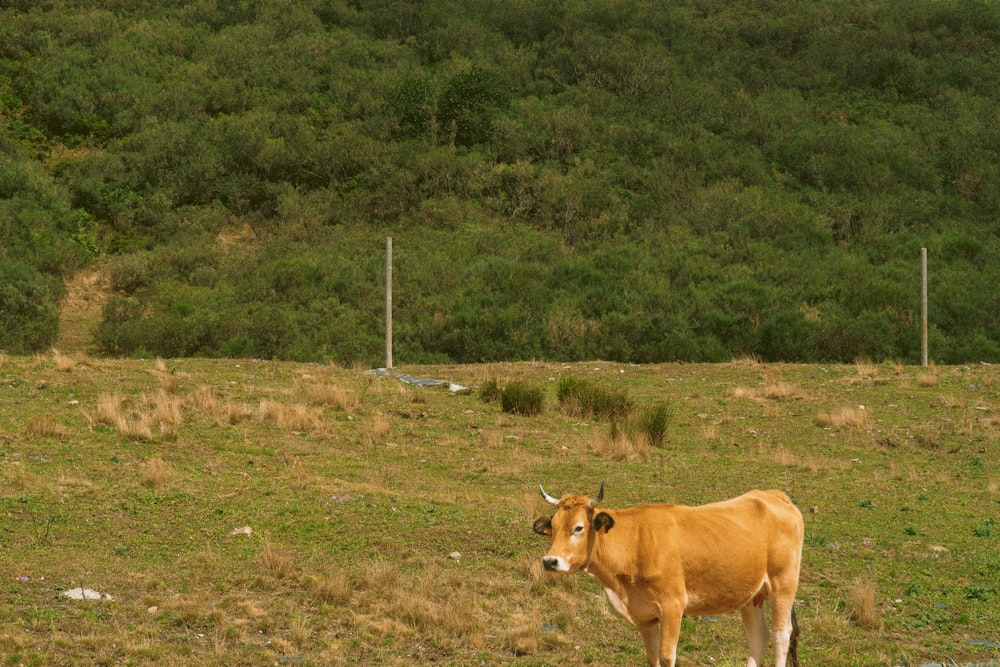 a brown cow standing on top of a lush green field