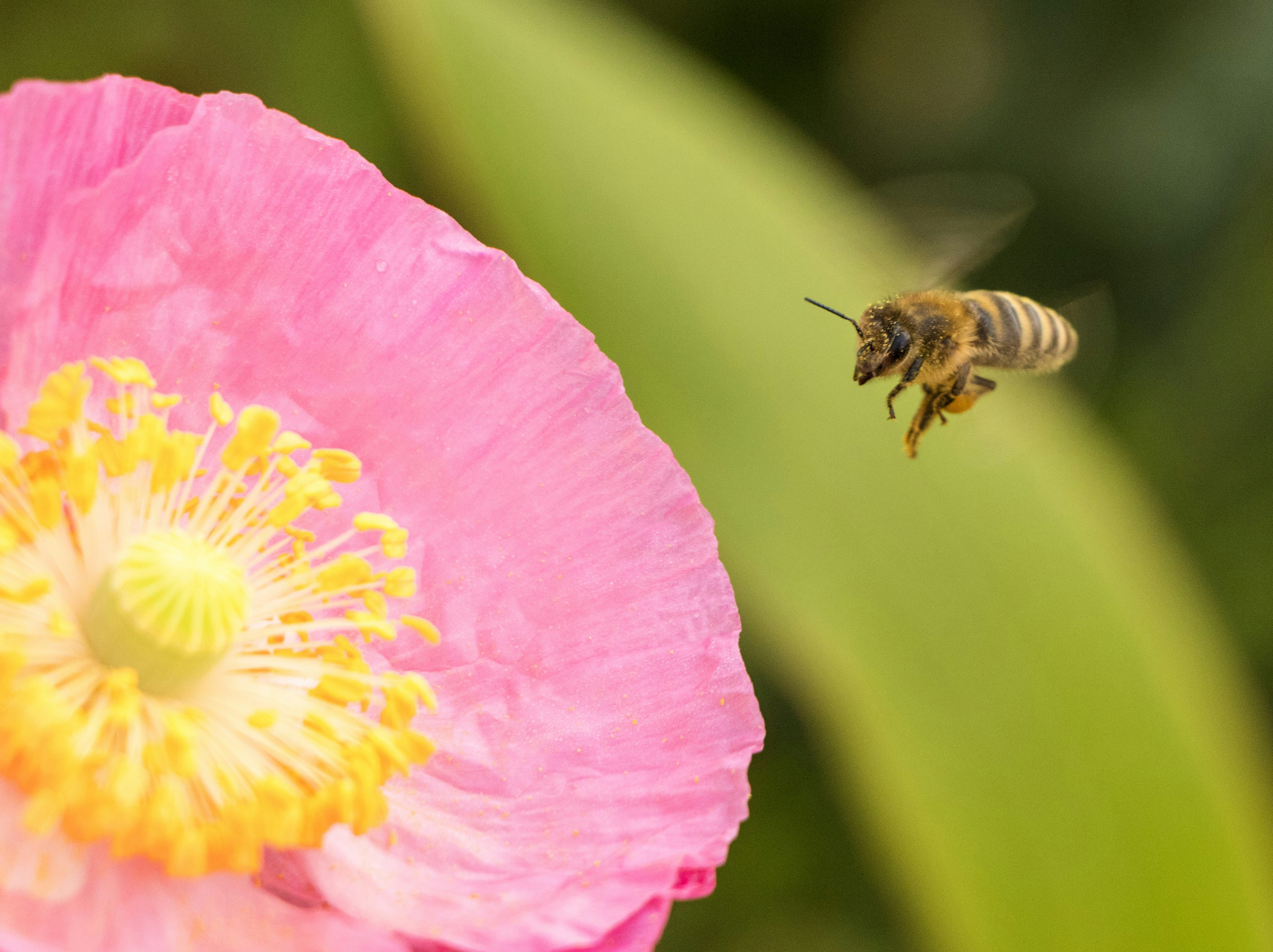 Photo by sagehenhomestead