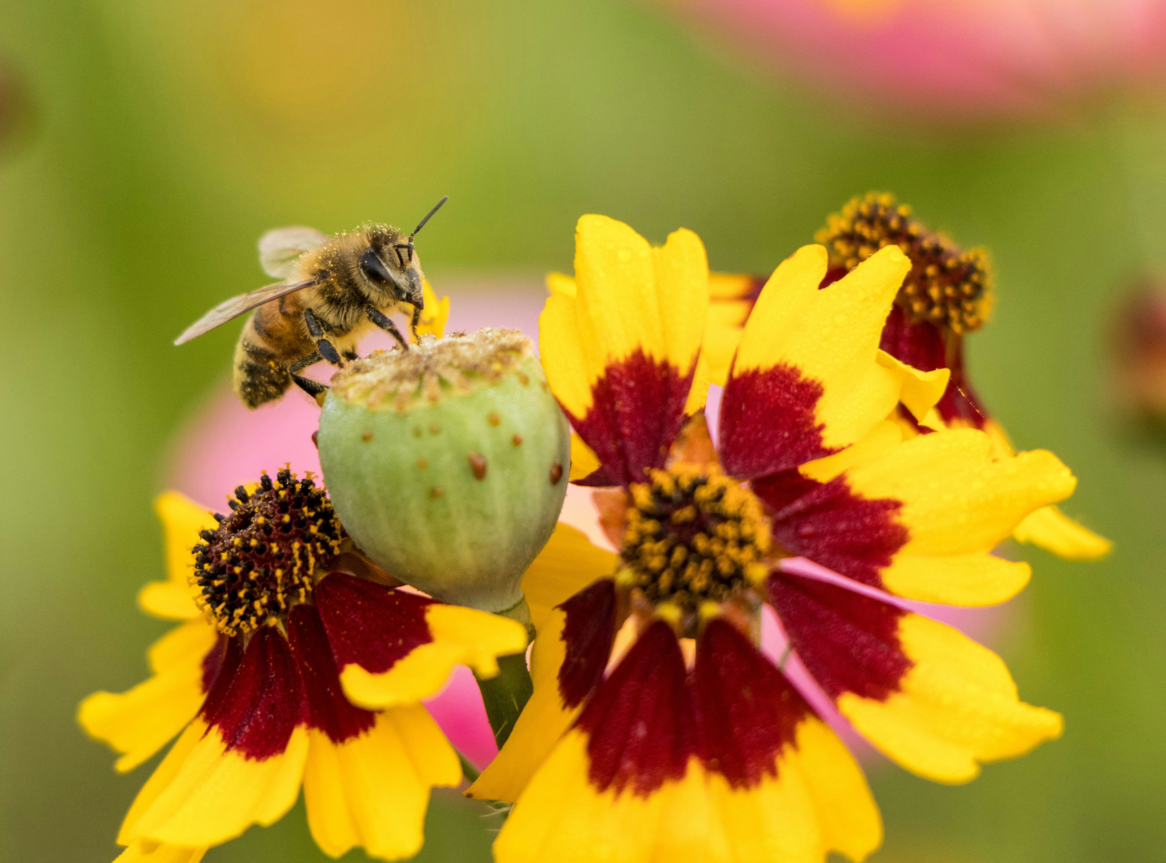 Photo by sagehenhomestead