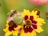 A bee is perched on a green seed pod surrounded by vibrant yellow and maroon flowers. The background consists of a soft blur of greenery and additional flowers, creating a serene garden setting.