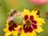 A bee is perched on a green seed pod surrounded by vibrant yellow and maroon flowers. The background consists of a soft blur of greenery and additional flowers, creating a serene garden setting.
