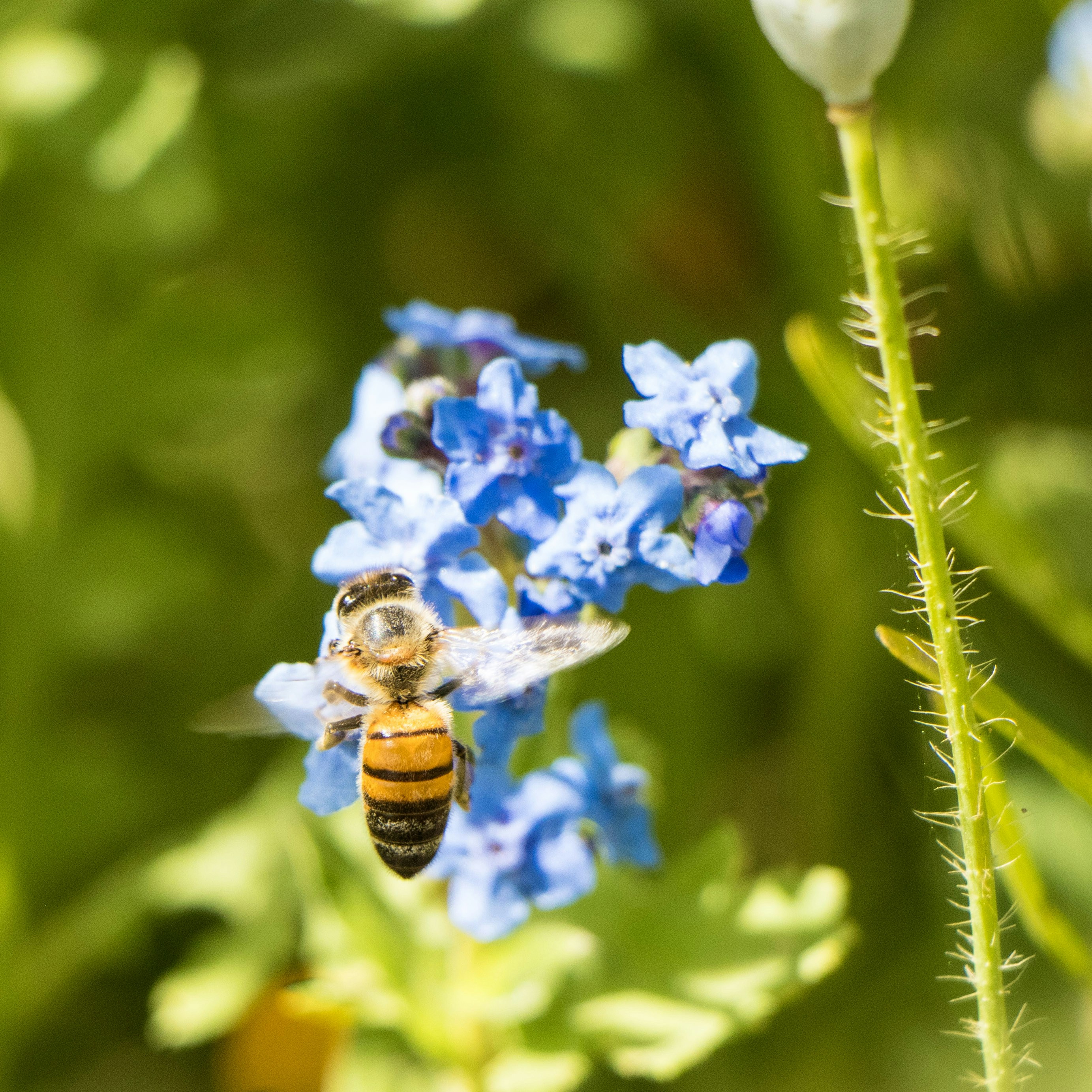 Photo by sagehenhomestead