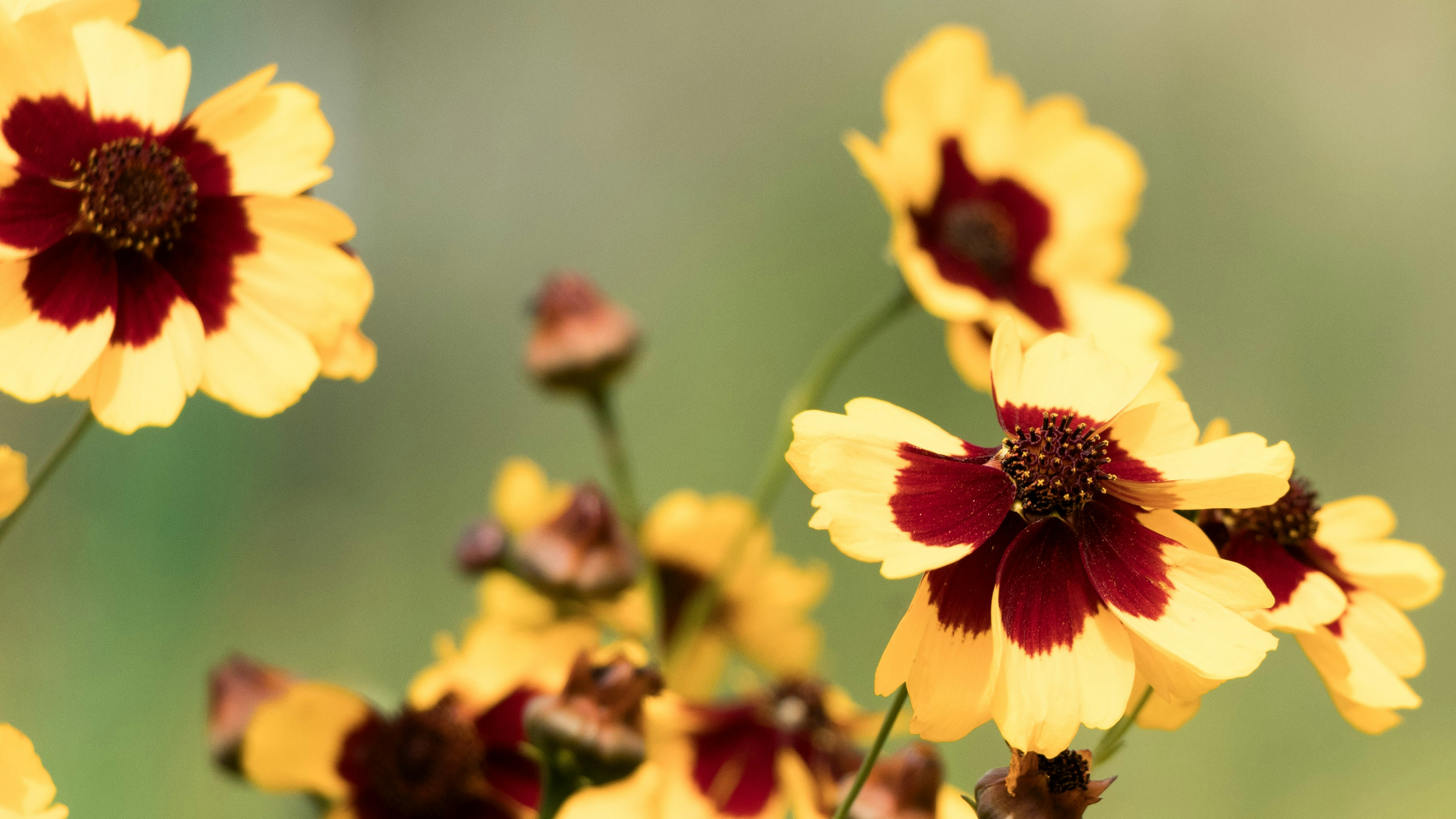 Photo by sagehenhomestead