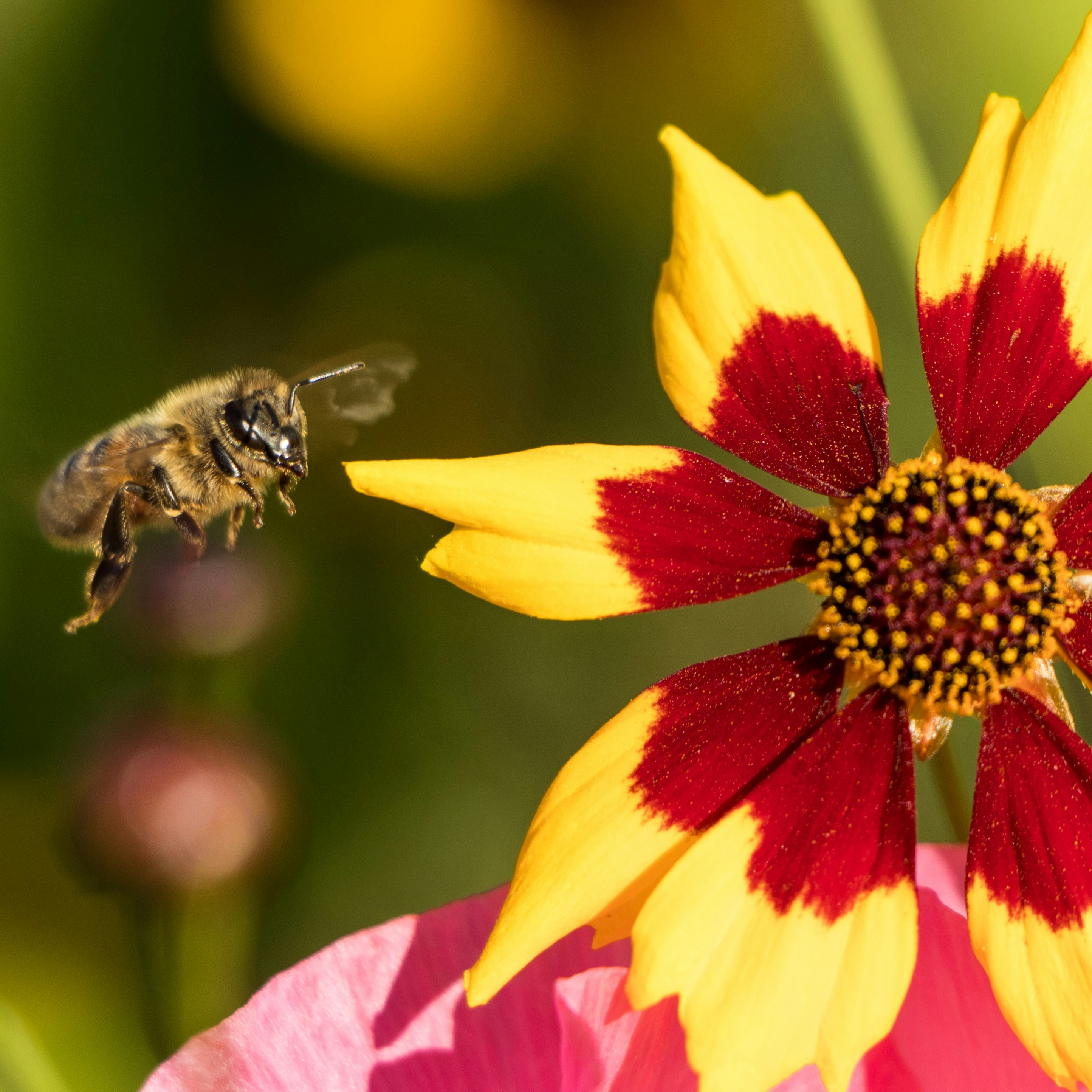 Photo by sagehenhomestead