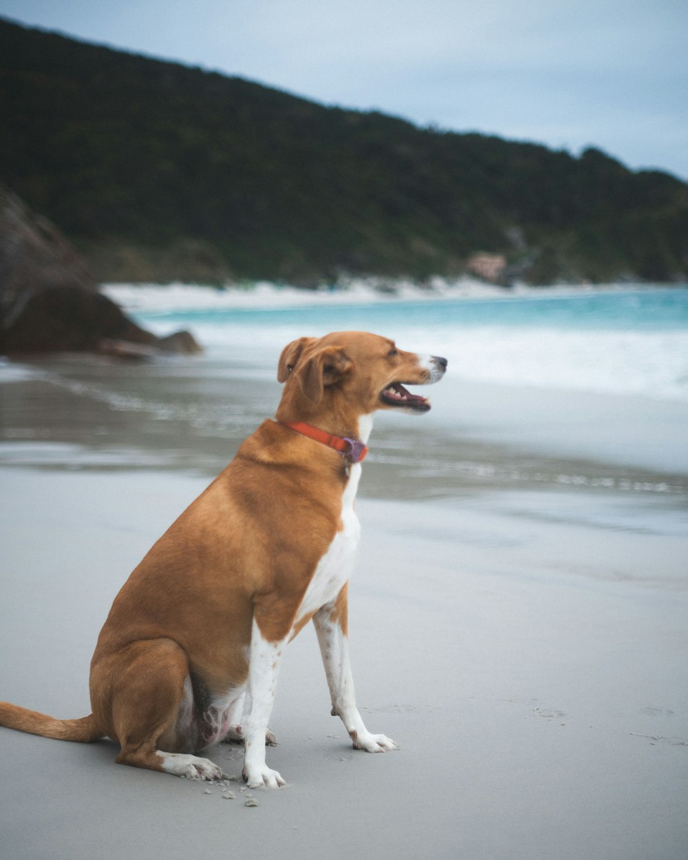 a brown and white dog sitting on top of a beach