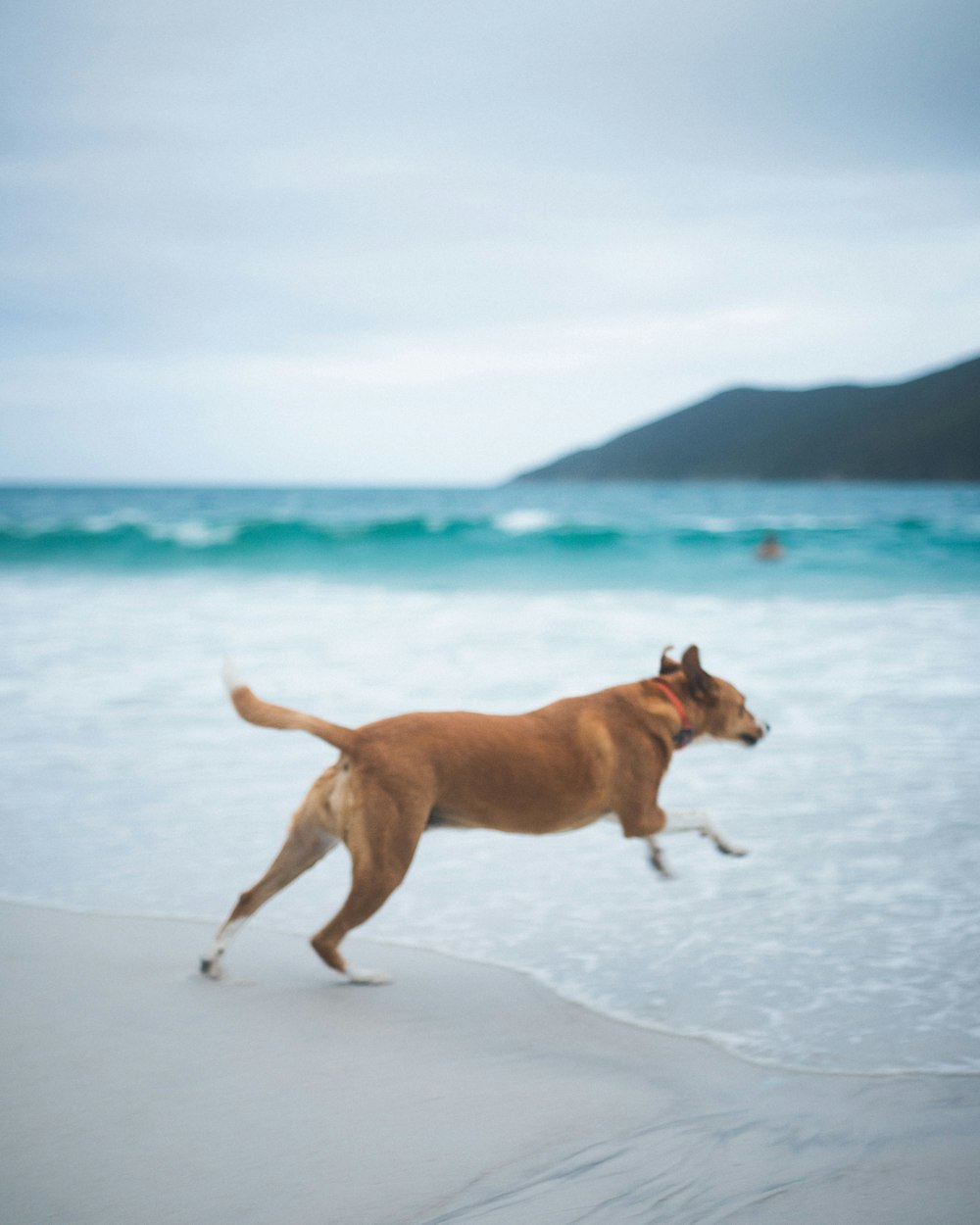 a brown dog running on a beach next to the ocean