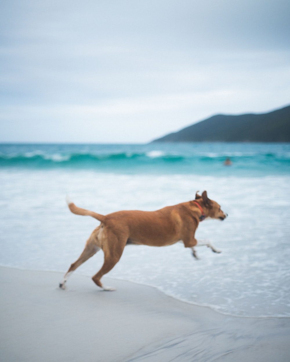 a brown dog running on a beach next to the ocean