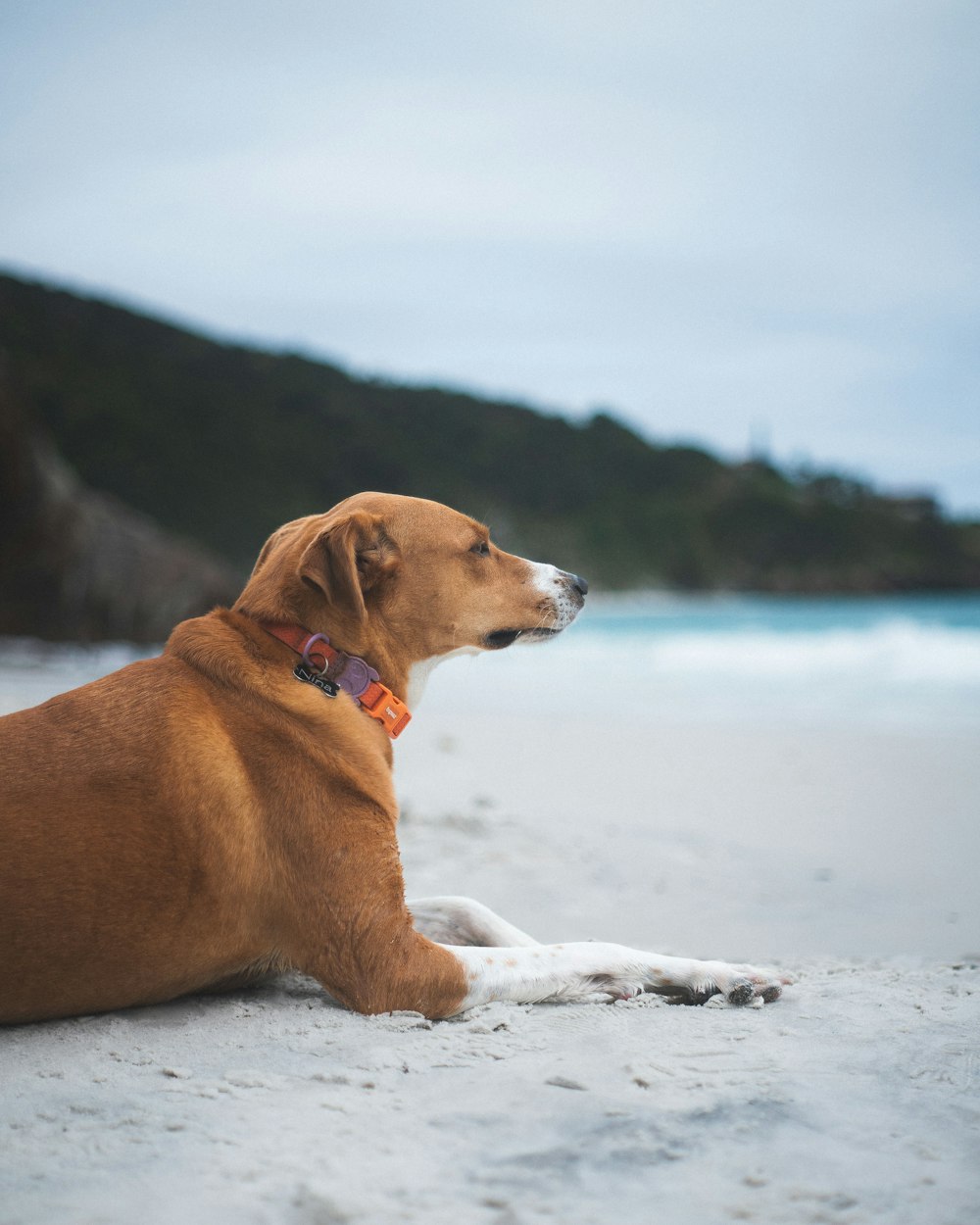 a brown dog laying on top of a sandy beach