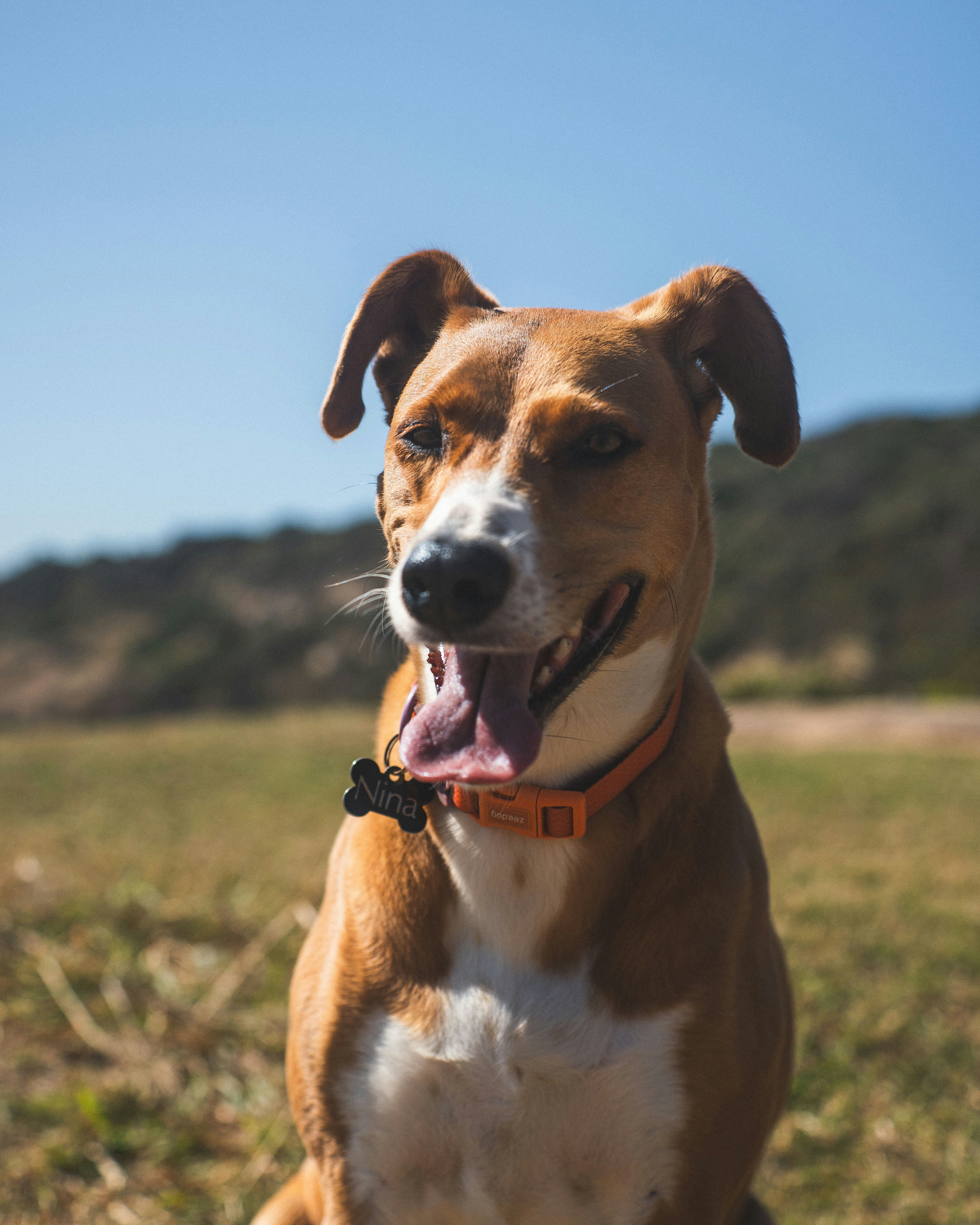 Coleira Conforto Pet