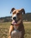 A happy dog playing with a pet sitter in a sunny backyard.