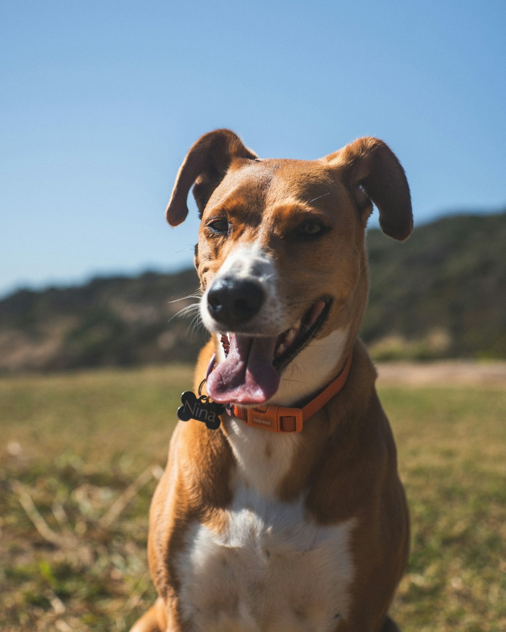 a brown and white dog sitting on top of a grass covered field