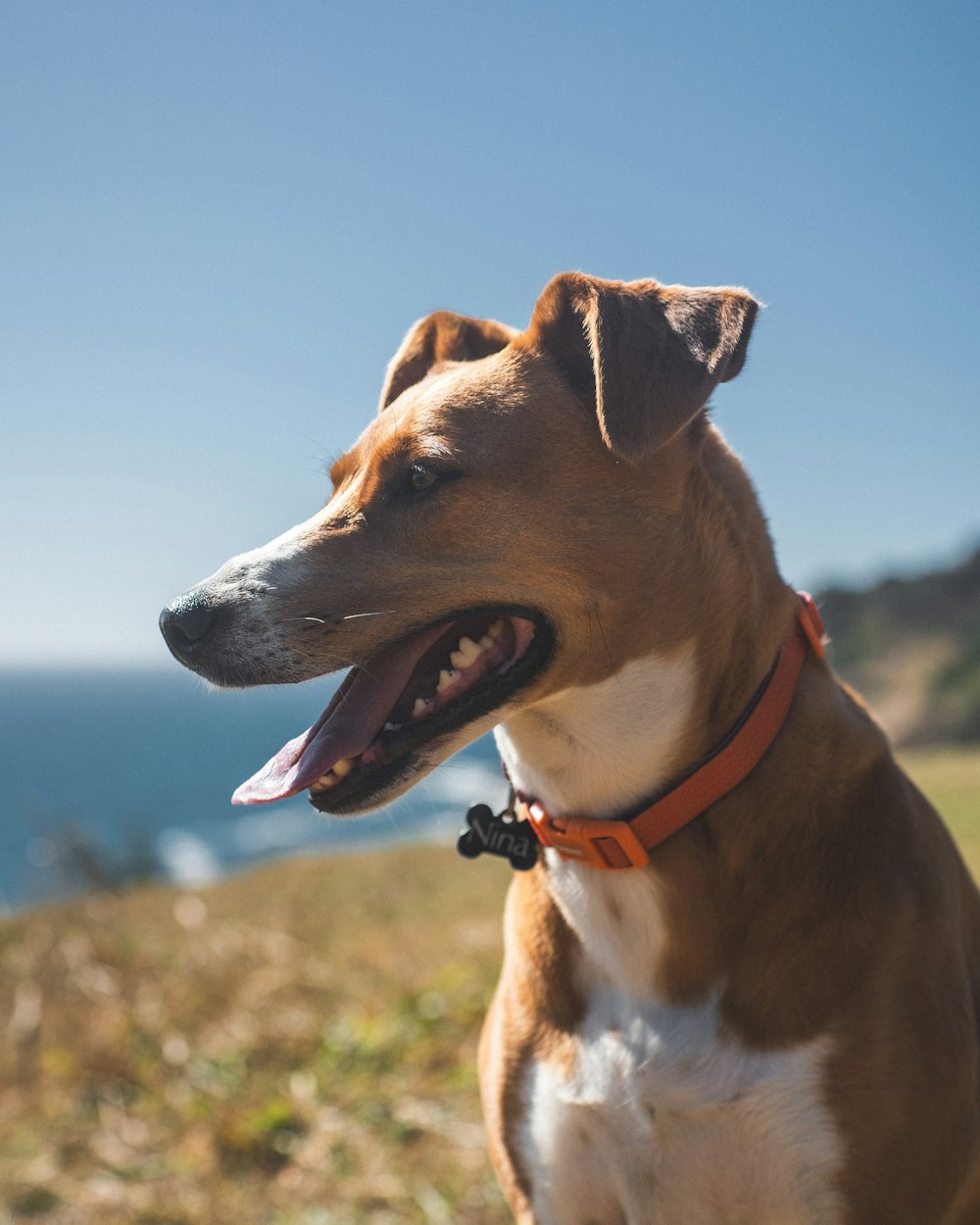 a brown and white dog standing on top of a grass covered field