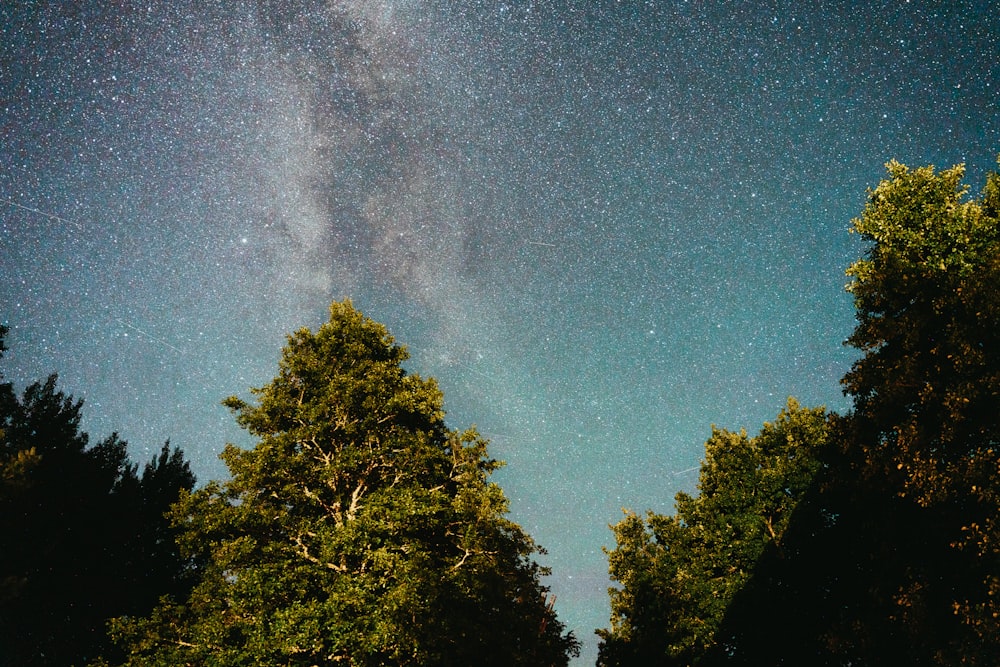 the night sky is filled with stars and trees