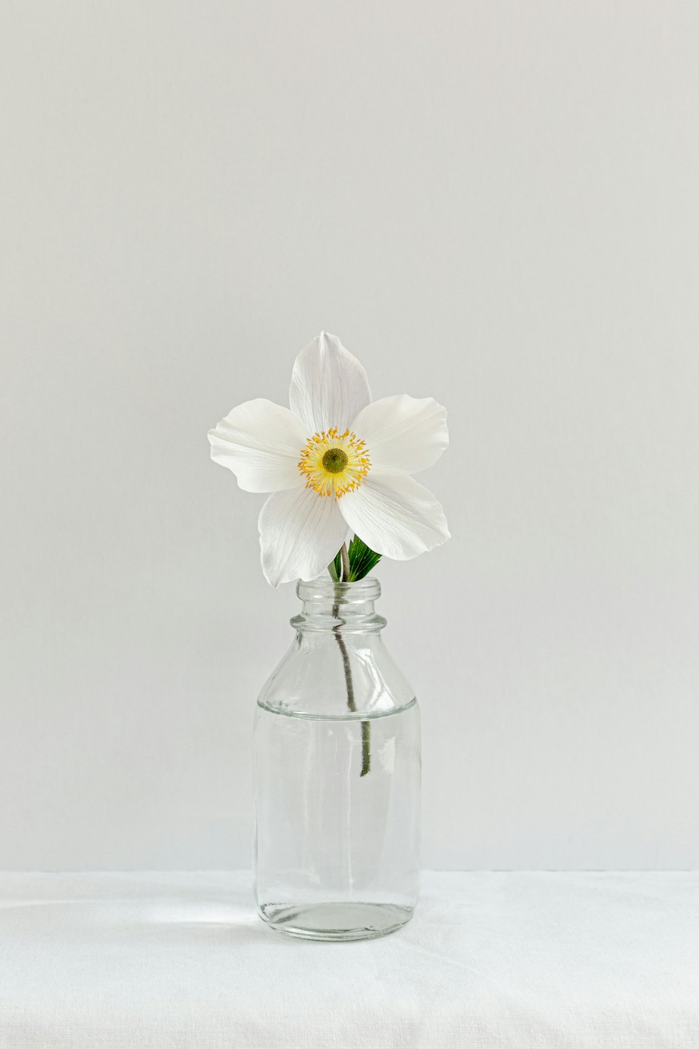 a single white flower in a clear glass vase