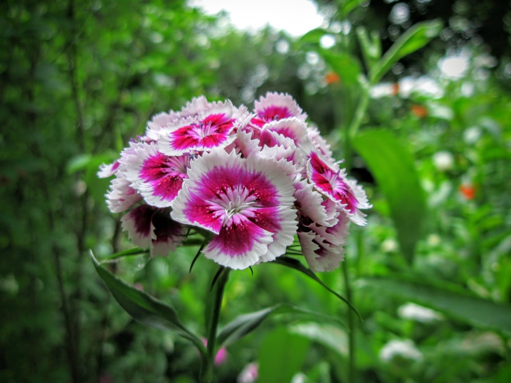 a bunch of flowers that are in the grass