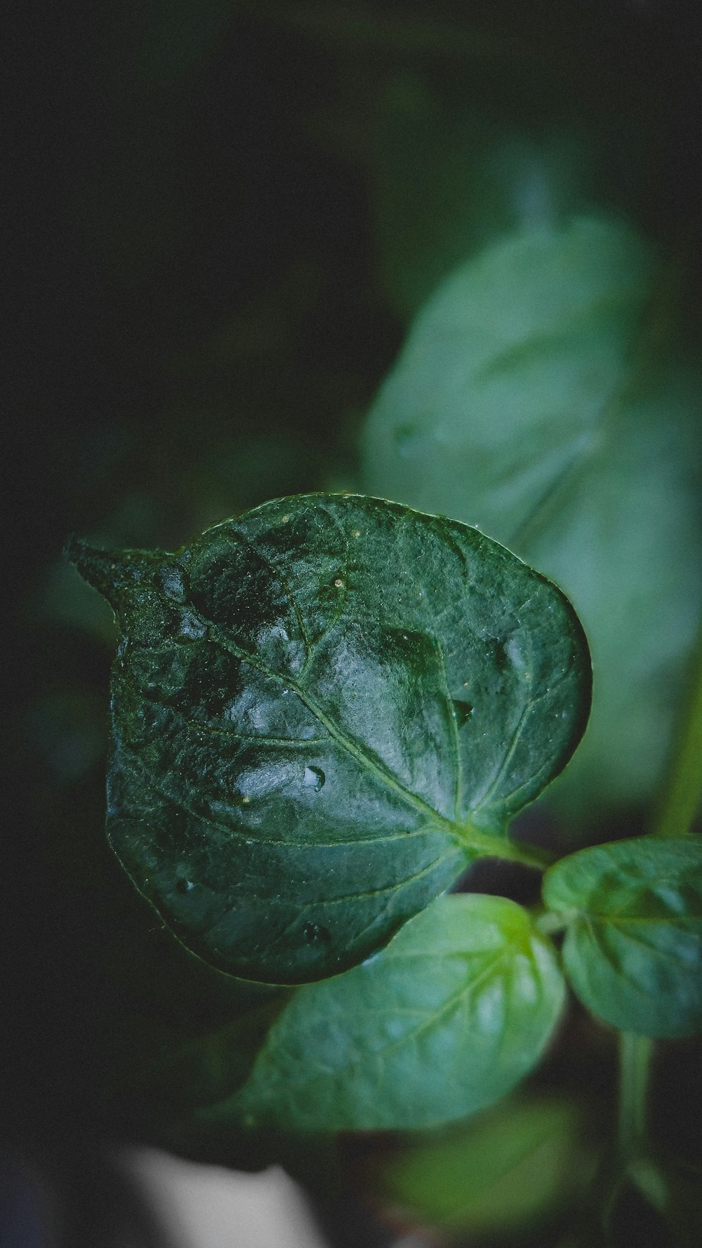 a close up of a leaf with water droplets on it