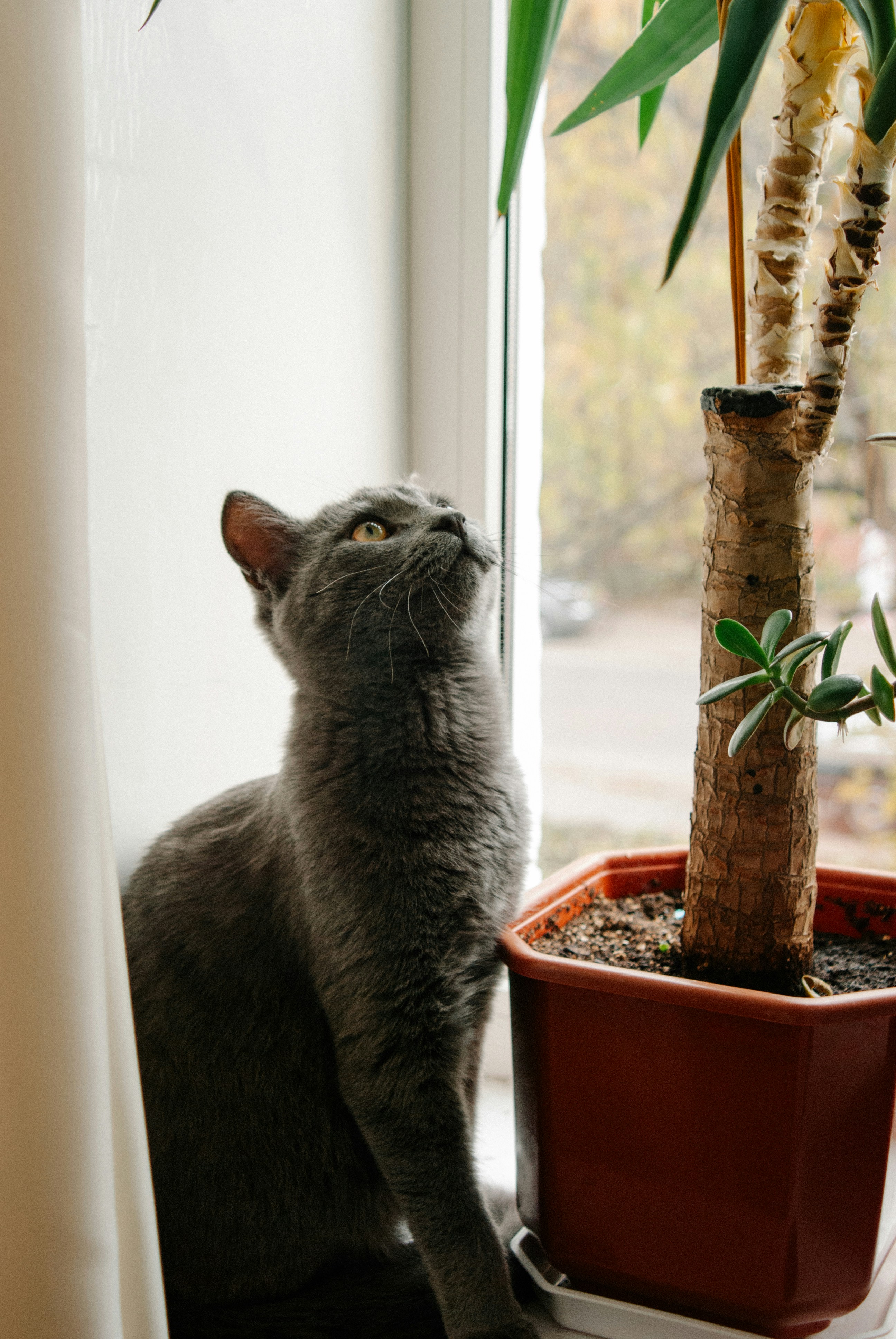 A cat sitting on a window sill next to a potted plant photo – Free Edit ...