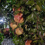 Sunlight streaming over lush pomegranate orchards at dawn.